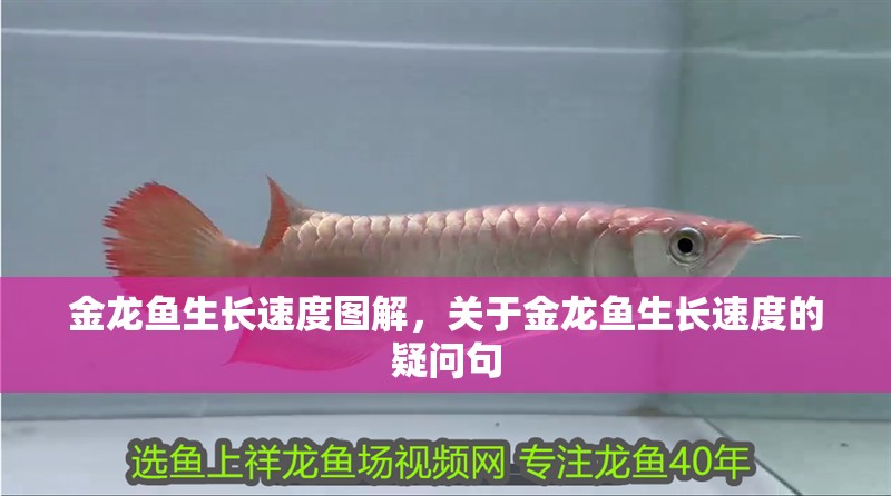 金龍魚生長速度圖解，關(guān)于金龍魚生長速度的疑問句