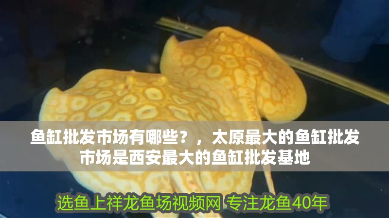 魚缸批發(fā)市場有哪些？，太原最大的魚缸批發(fā)市場是西安最大的魚缸批發(fā)基地