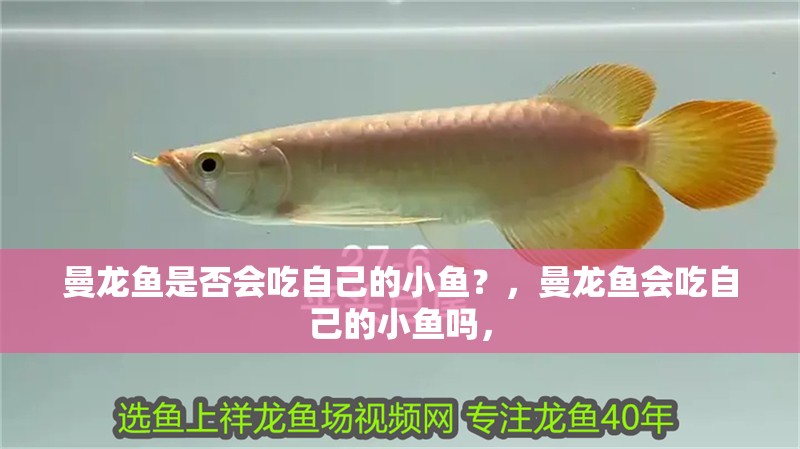 曼龍魚是否會吃自己的小魚？，曼龍魚會吃自己的小魚嗎，
