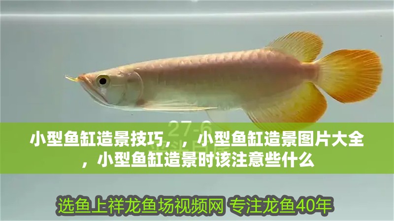 小型魚缸造景技巧，，小型魚缸造景圖片大全，小型魚缸造景時該注意些什么
