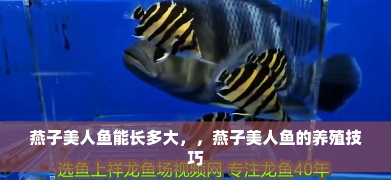 燕子美人魚能長多大，，燕子美人魚的養(yǎng)殖技巧