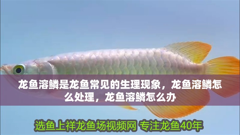 龍魚溶鱗是龍魚常見的生理現(xiàn)象，龍魚溶鱗怎么處理，龍魚溶鱗怎么辦