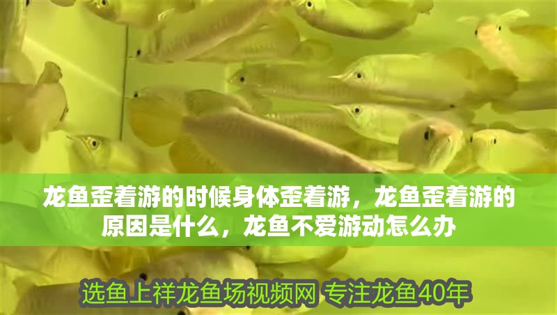 龍魚歪著游的時候身體歪著游，龍魚歪著游的原因是什么，龍魚不愛游動怎么辦