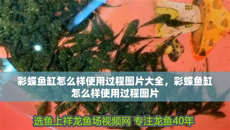 彩蝶魚缸怎么樣使用過程圖片大全，彩蝶魚缸怎么樣使用過程圖片