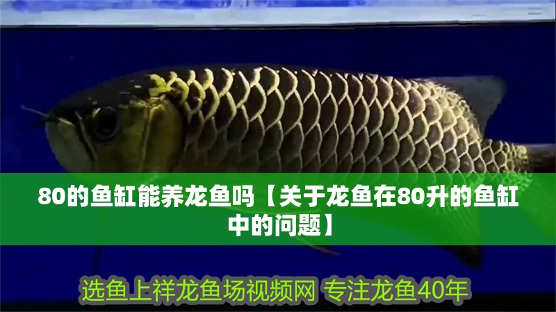 80的魚缸能養(yǎng)龍魚嗎【關(guān)于龍魚在80升的魚缸中的問(wèn)題】