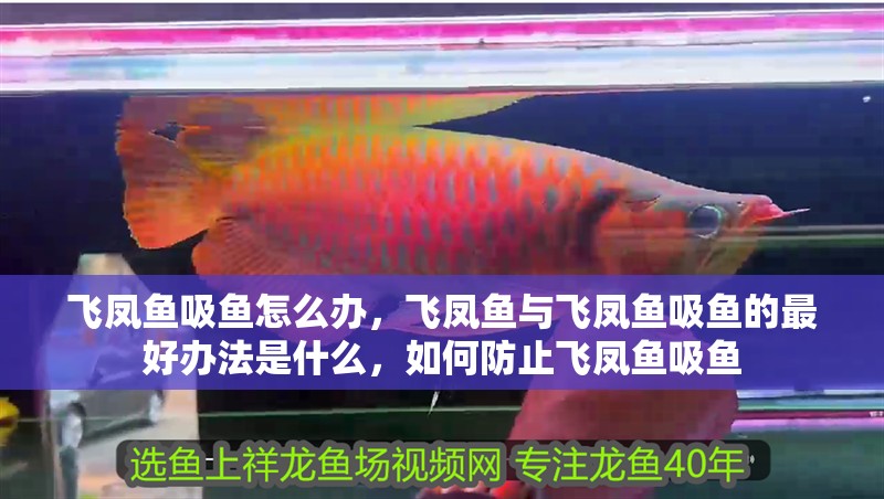 飛鳳魚吸魚怎么辦，飛鳳魚與飛鳳魚吸魚的最好辦法是什么，如何防止飛鳳魚吸魚