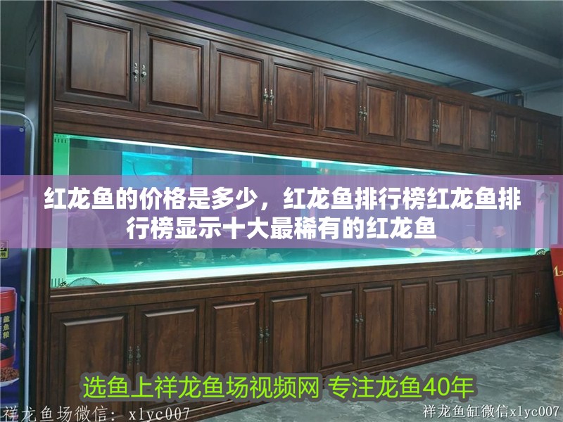 紅龍魚的價格是多少，紅龍魚排行榜紅龍魚排行榜顯示十大最稀有的紅龍魚