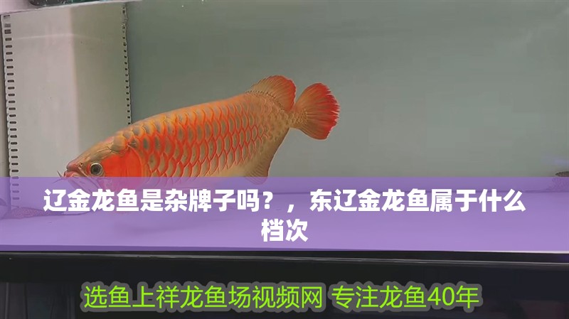 遼金龍魚是雜牌子嗎？，東遼金龍魚屬于什么檔次