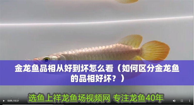 金龍魚品相從好到壞怎么看（如何區分金龍魚的品相好壞？）