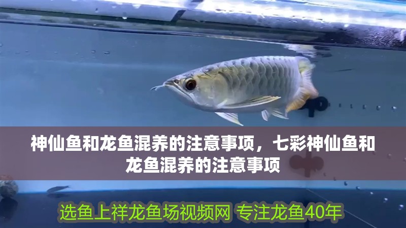 神仙魚和龍魚混養的注意事項，七彩神仙魚和龍魚混養的注意事項