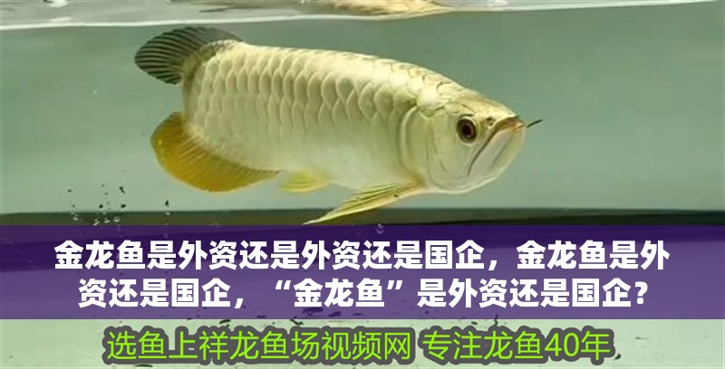 金龍魚是外資還是外資還是國企，金龍魚是外資還是國企，“金龍魚”是外資還是國企？