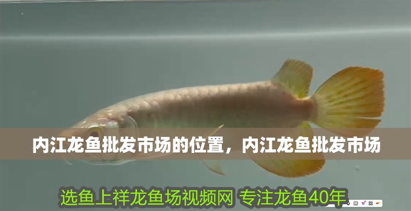 內江龍魚批發市場的位置，內江龍魚批發市場