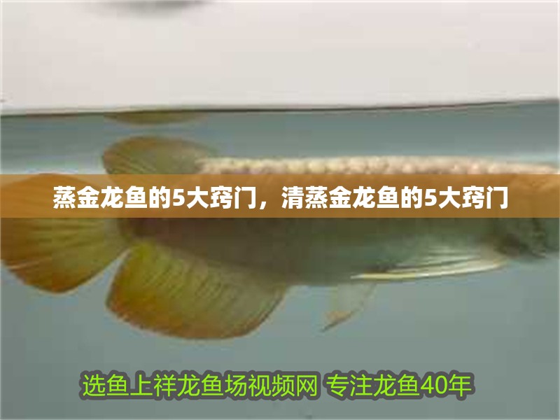 蒸金龍魚的5大竅門，清蒸金龍魚的5大竅門 蒸金龍魚的5大竅門，清蒸金龍魚的5大竅門 觀賞魚百科 第2張