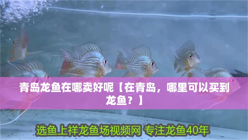 青島龍魚在哪賣好呢【在青島，哪里可以買到龍魚？】
