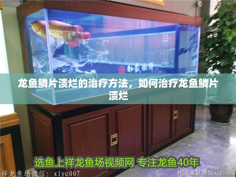 龍魚鱗片潰爛的治療方法，如何治療龍魚鱗片潰爛 龍魚鱗片潰爛的治療方法，如何治療龍魚鱗片潰爛 觀賞魚百科 第3張
