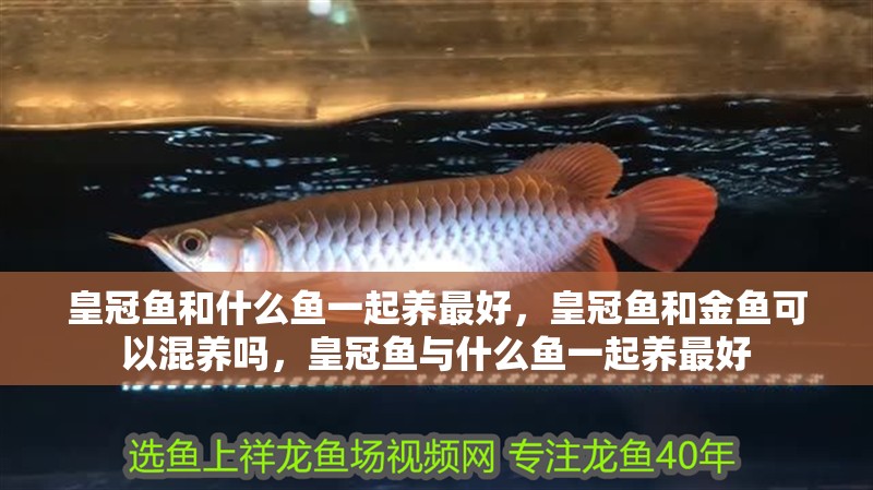 皇冠魚和什么魚一起養最好，皇冠魚和金魚可以混養嗎，皇冠魚與什么魚一起養最好 皇冠魚和什么魚一起養最好，皇冠魚和金魚可以混養嗎，皇冠魚與什么魚一起養最好 觀賞魚百科 第4張