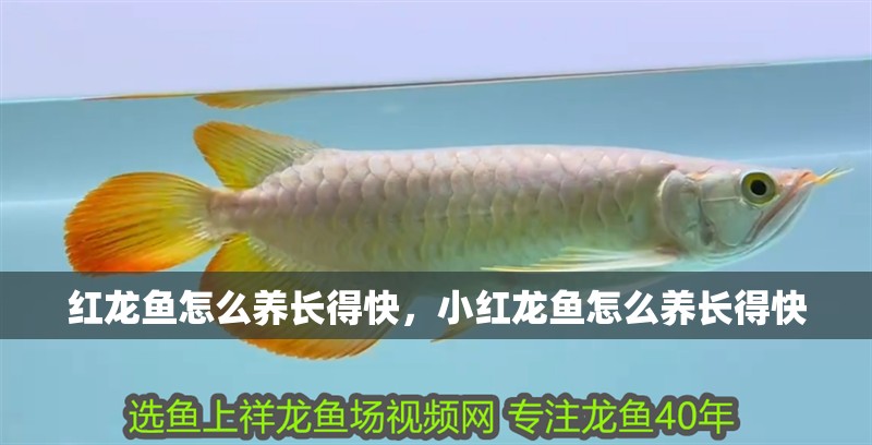 紅龍魚怎么養長得快，小紅龍魚怎么養長得快