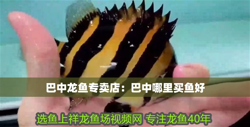 巴中龍魚專賣店：巴中哪里買魚好