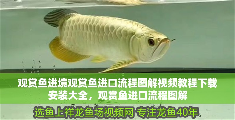 觀賞魚進境觀賞魚進口流程圖解視頻教程下載安裝大全，觀賞魚進口流程圖解