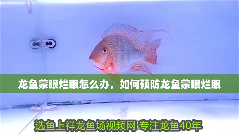 龍魚蒙眼爛眼怎么辦，如何預(yù)防龍魚蒙眼爛眼