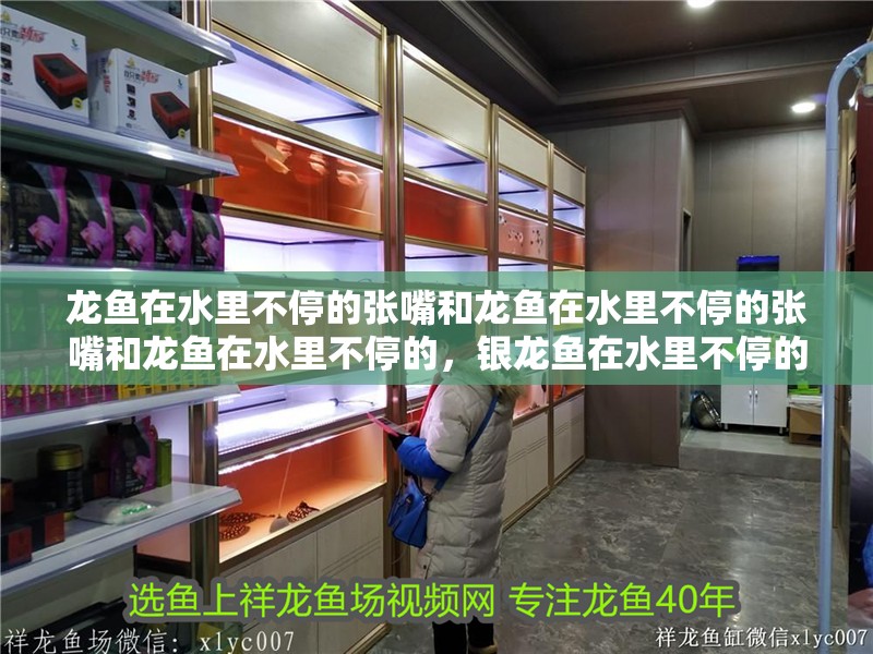 龍魚在水里不停的張嘴和龍魚在水里不停的張嘴和龍魚在水里不停的，銀龍魚在水里不停的張嘴和龍魚在水里不停的張嘴和龍魚有關(guān)