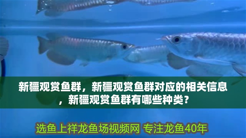 新疆觀賞魚群，新疆觀賞魚群對應的相關信息，新疆觀賞魚群有哪些種類？ 新疆觀賞魚群，新疆觀賞魚群對應的相關信息，新疆觀賞魚群有哪些種類？ 觀賞魚百科 第3張