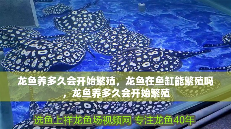 龍魚養多久會開始繁殖，龍魚在魚缸能繁殖嗎，龍魚養多久會開始繁殖
