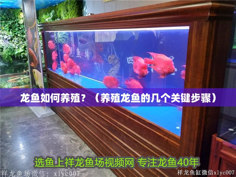 龍魚如何養殖？（養殖龍魚的幾個關鍵步驟）