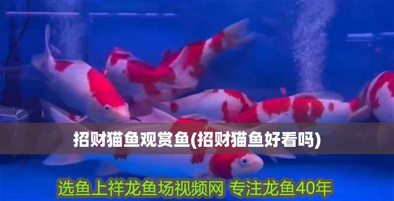招財貓魚觀賞魚(招財貓魚好看嗎)