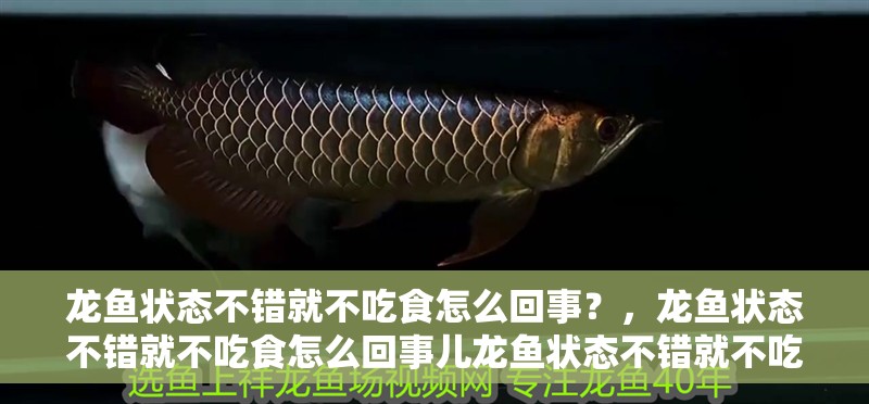 龍魚狀態不錯就不吃食怎么回事？，龍魚狀態不錯就不吃食怎么回事兒龍魚狀態不錯就不吃食怎么回事兒