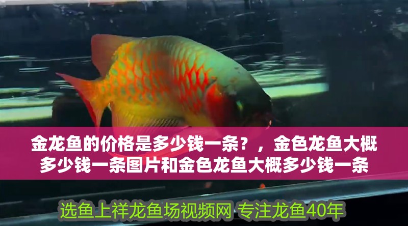 金龍魚的價(jià)格是多少錢一條？，金色龍魚大概多少錢一條圖片和金色龍魚大概多少錢一條