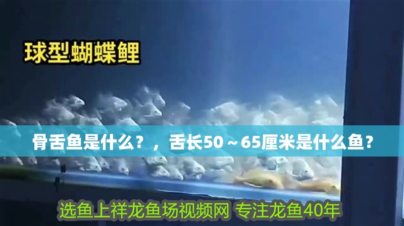 骨舌魚是什么？，舌長(zhǎng)50～65厘米是什么魚？