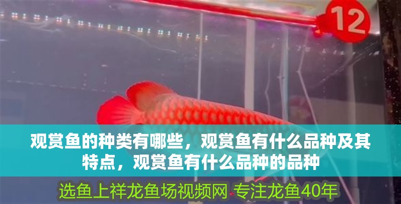 觀賞魚的種類有哪些，觀賞魚有什么品種及其特點，觀賞魚有什么品種的品種