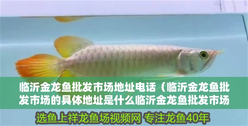 臨沂金龍魚批發市場地址電話（臨沂金龍魚批發市場的具體地址是什么臨沂金龍魚批發市場的具體地址是什么）
