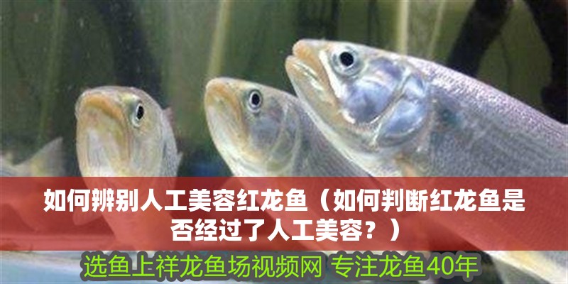 如何辨別人工美容紅龍魚（如何判斷紅龍魚是否經過了人工美容？）