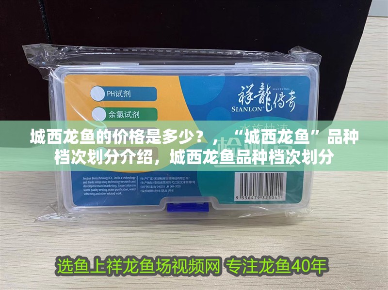 城西龍魚的價(jià)格是多少？，“城西龍魚”品種檔次劃分介紹，城西龍魚品種檔次劃分