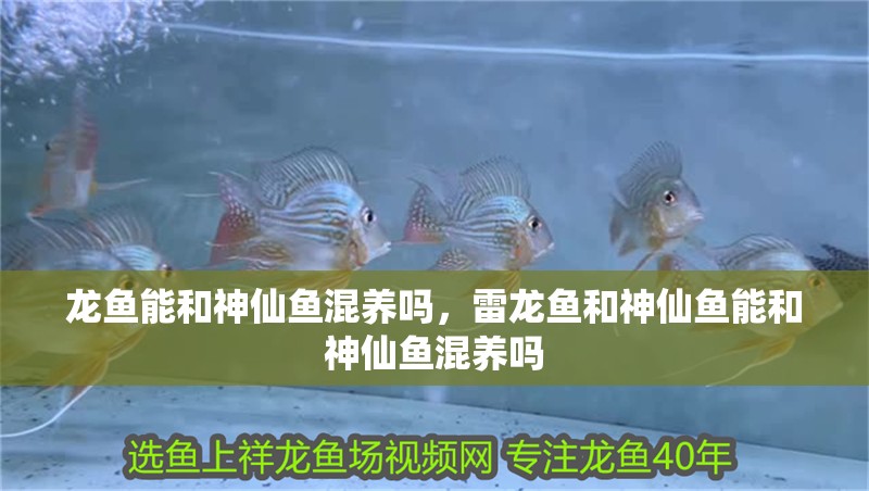 龍魚能和神仙魚混養嗎，雷龍魚和神仙魚能和神仙魚混養嗎