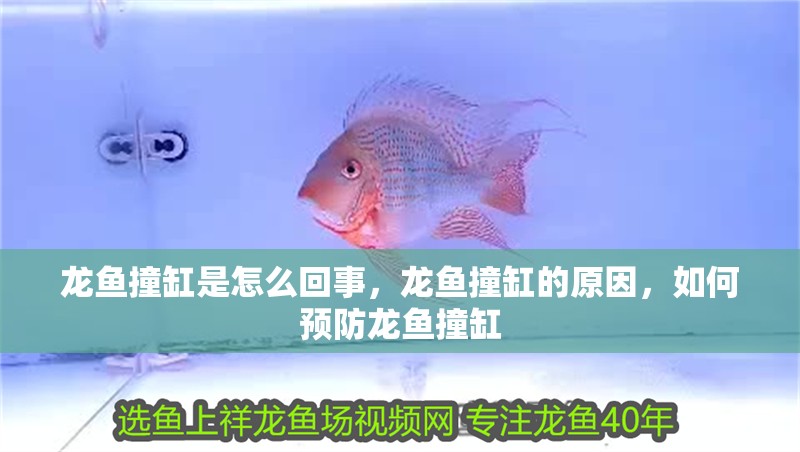 龍魚撞缸是怎么回事，龍魚撞缸的原因，如何預防龍魚撞缸