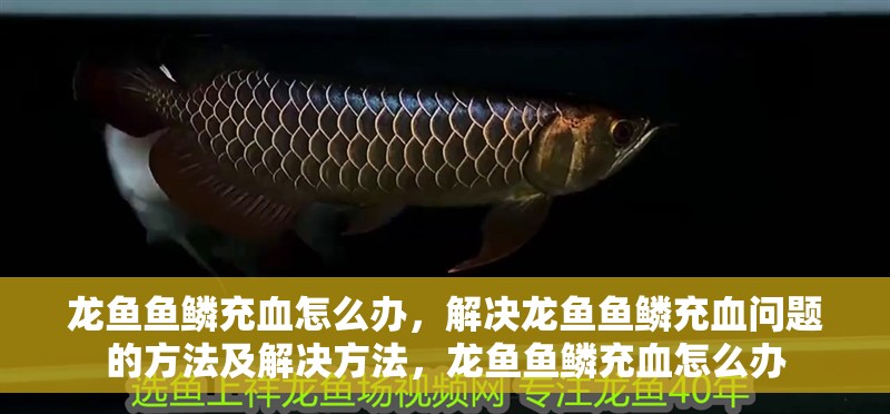 龍魚魚鱗充血怎么辦，解決龍魚魚鱗充血問題的方法及解決方法，龍魚魚鱗充血怎么辦