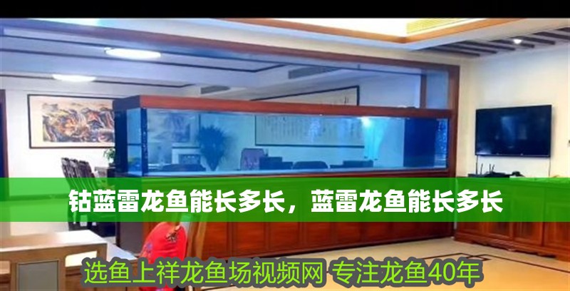 鈷藍(lán)雷龍魚能長(zhǎng)多長(zhǎng)，藍(lán)雷龍魚能長(zhǎng)多長(zhǎng)