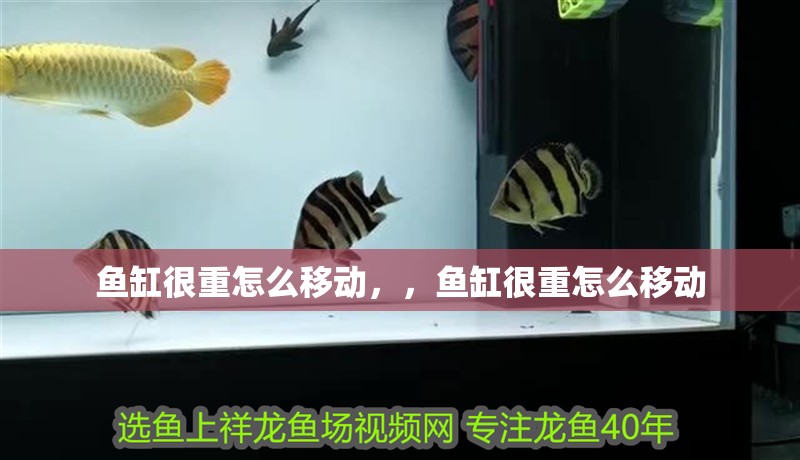 魚缸很重怎么移動，，魚缸很重怎么移動