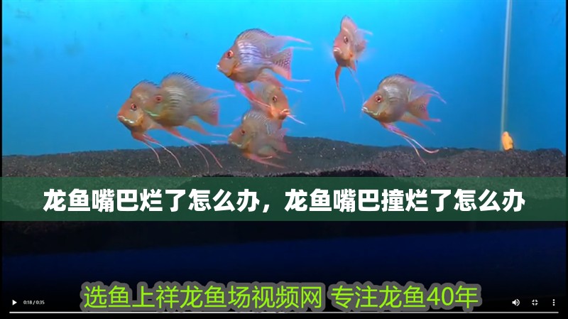 龍魚嘴巴爛了怎么辦，龍魚嘴巴撞爛了怎么辦