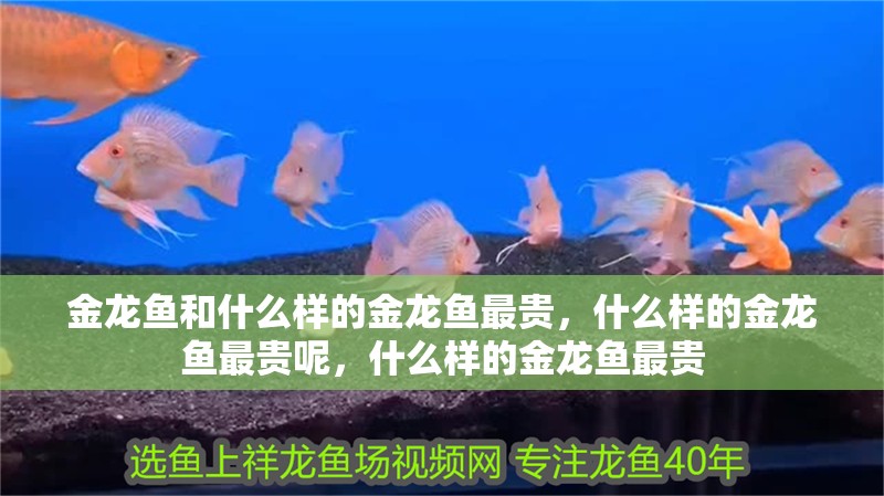 金龍魚和什么樣的金龍魚最貴，什么樣的金龍魚最貴呢，什么樣的金龍魚最貴
