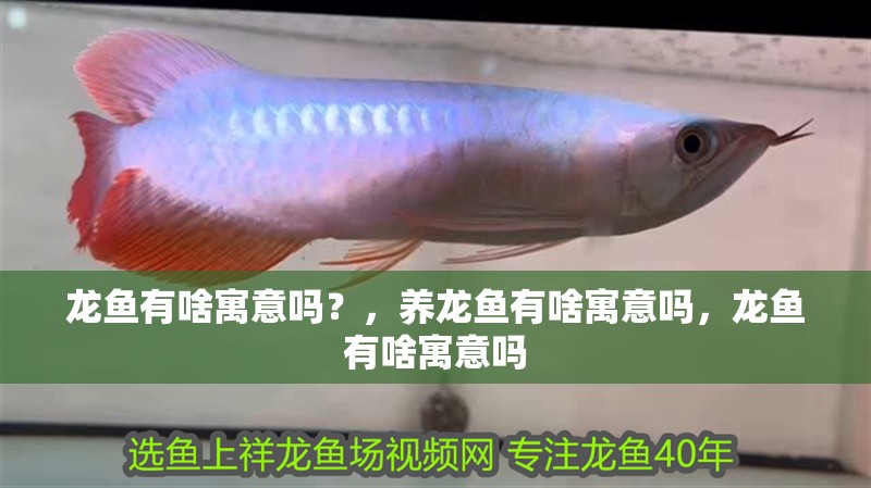 龍魚有啥寓意嗎？，養龍魚有啥寓意嗎，龍魚有啥寓意嗎