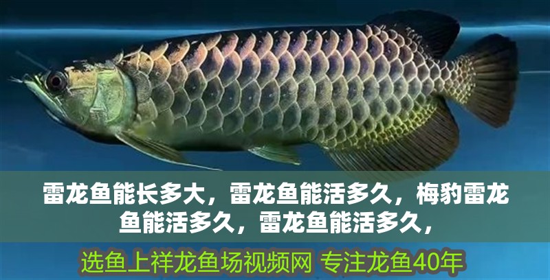 雷龍魚能長多大，雷龍魚能活多久，梅豹雷龍魚能活多久，雷龍魚能活多久，
