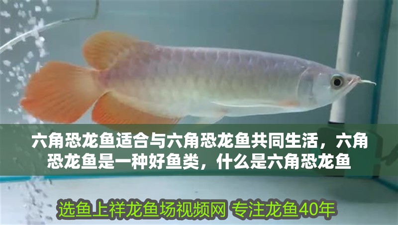 六角恐龍魚適合與六角恐龍魚共同生活，六角恐龍魚是一種好魚類，什么是六角恐龍魚 六角恐龍魚適合與六角恐龍魚共同生活，六角恐龍魚是一種好魚類，什么是六角恐龍魚 觀賞魚百科 第3張