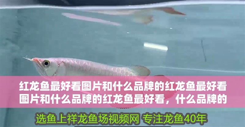 紅龍魚最好看圖片和什么品牌的紅龍魚最好看圖片和什么品牌的紅龍魚最好看，什么品牌的紅龍魚最好看圖片