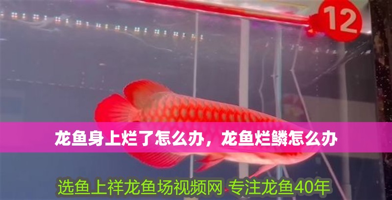 龍魚身上爛了怎么辦，龍魚爛鱗怎么辦