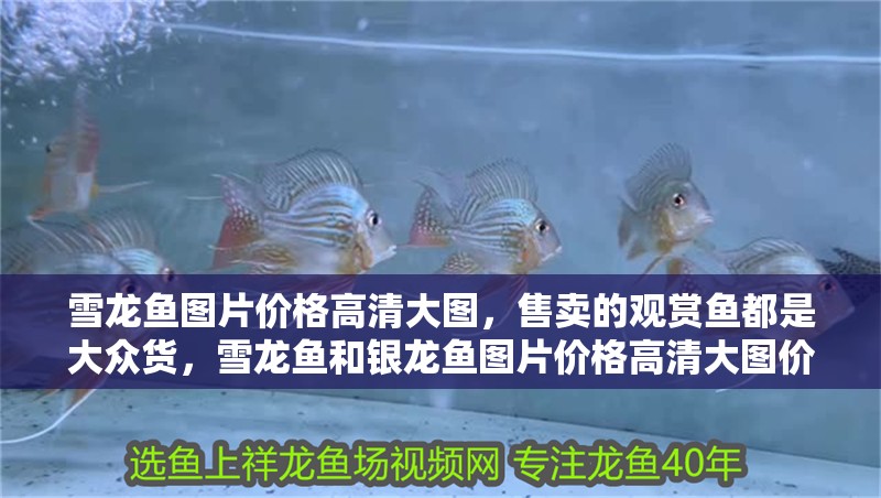 雪龍魚圖片價格高清大圖，售賣的觀賞魚都是大眾貨，雪龍魚和銀龍魚圖片價格高清大圖價格高清大圖大全