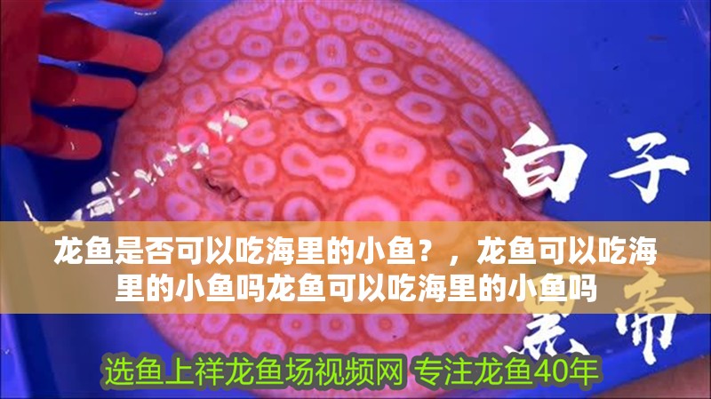 龍魚是否可以吃海里的小魚？，龍魚可以吃海里的小魚嗎龍魚可以吃海里的小魚嗎